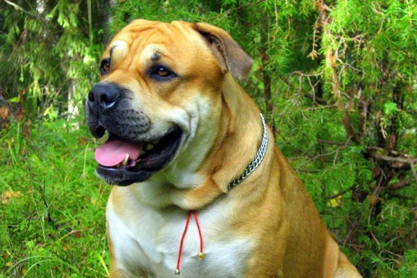 Кракен современный даркнет маркетплейс