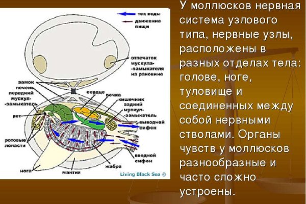 Как регистрироваться и заходить на кракен даркнет
