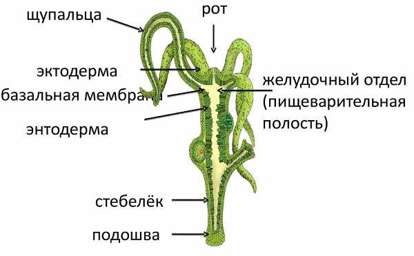 Кракен адрес тор